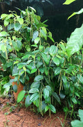 Bush Pepper