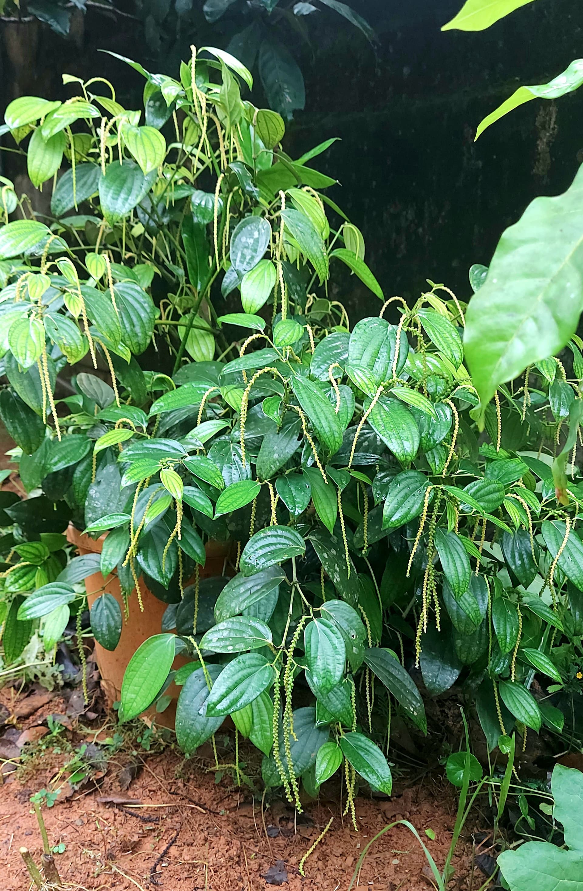 Bush Pepper