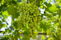 GREEN GRAPES (Seeded grapes)