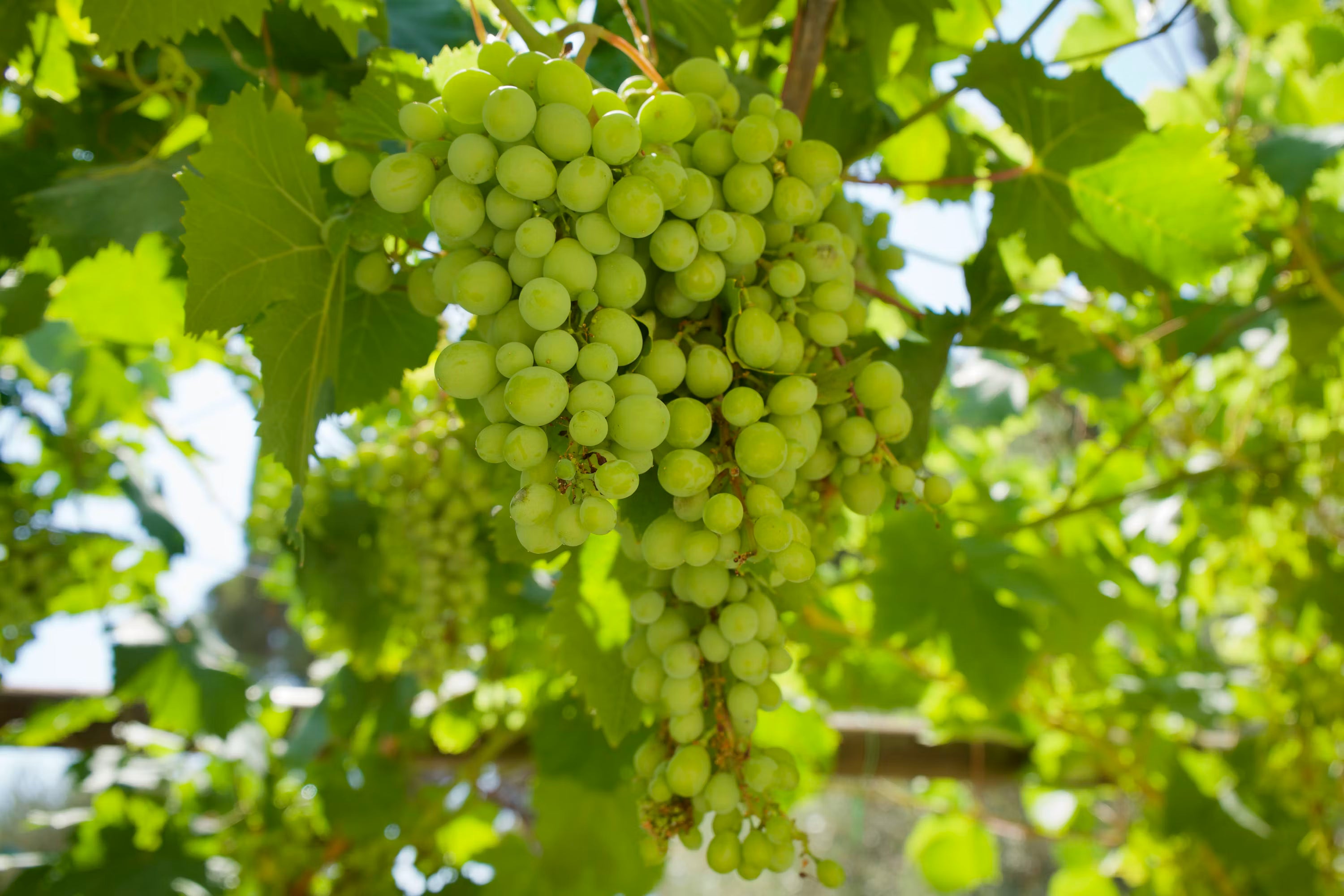 GREEN GRAPES (Seeded grapes)